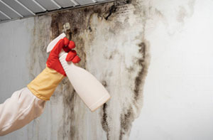 Black Mould Lindfield