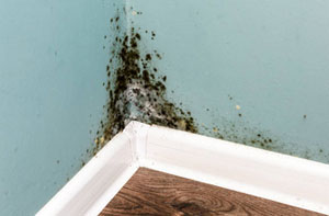 Rising Damp Muswell Hill Greater London